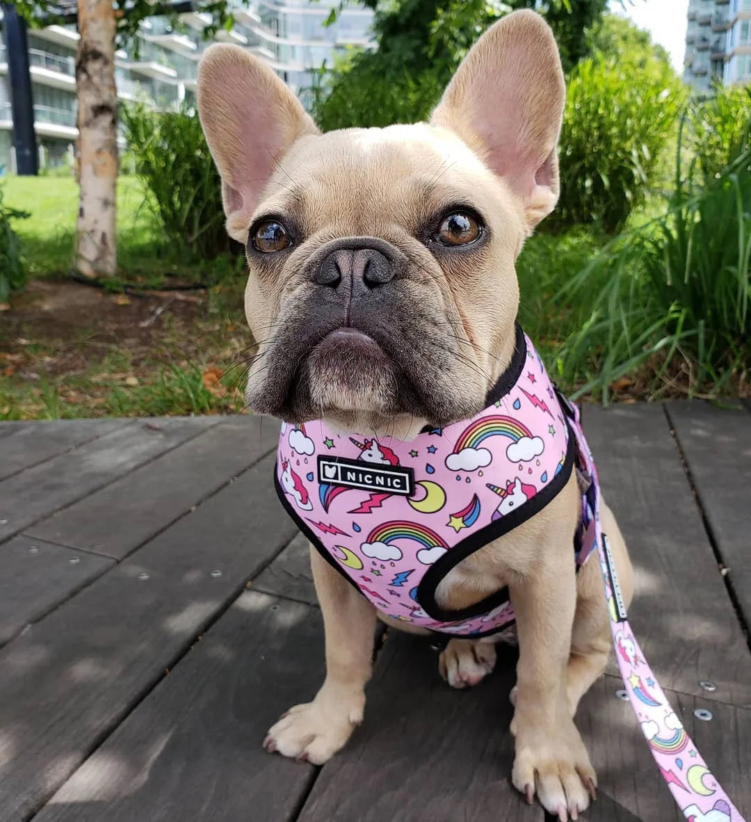 Cute Dog Harness for Medium Small Dogs No Pull Dog Vest Harness Pet Product Leash for Dogs Accessories French Bulldog Pug