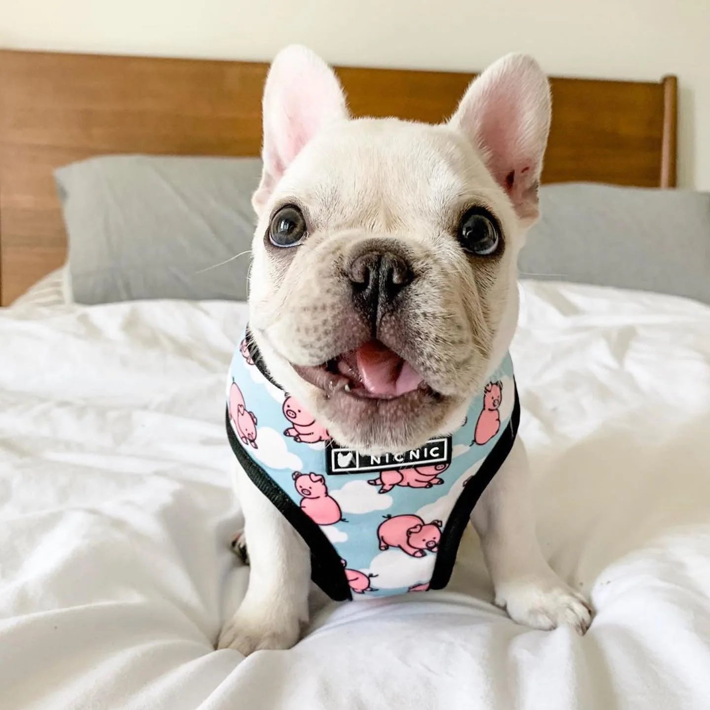 Cute Dog Harness for Medium Small Dogs No Pull Dog Vest Harness Pet Product Leash for Dogs Accessories French Bulldog Pug